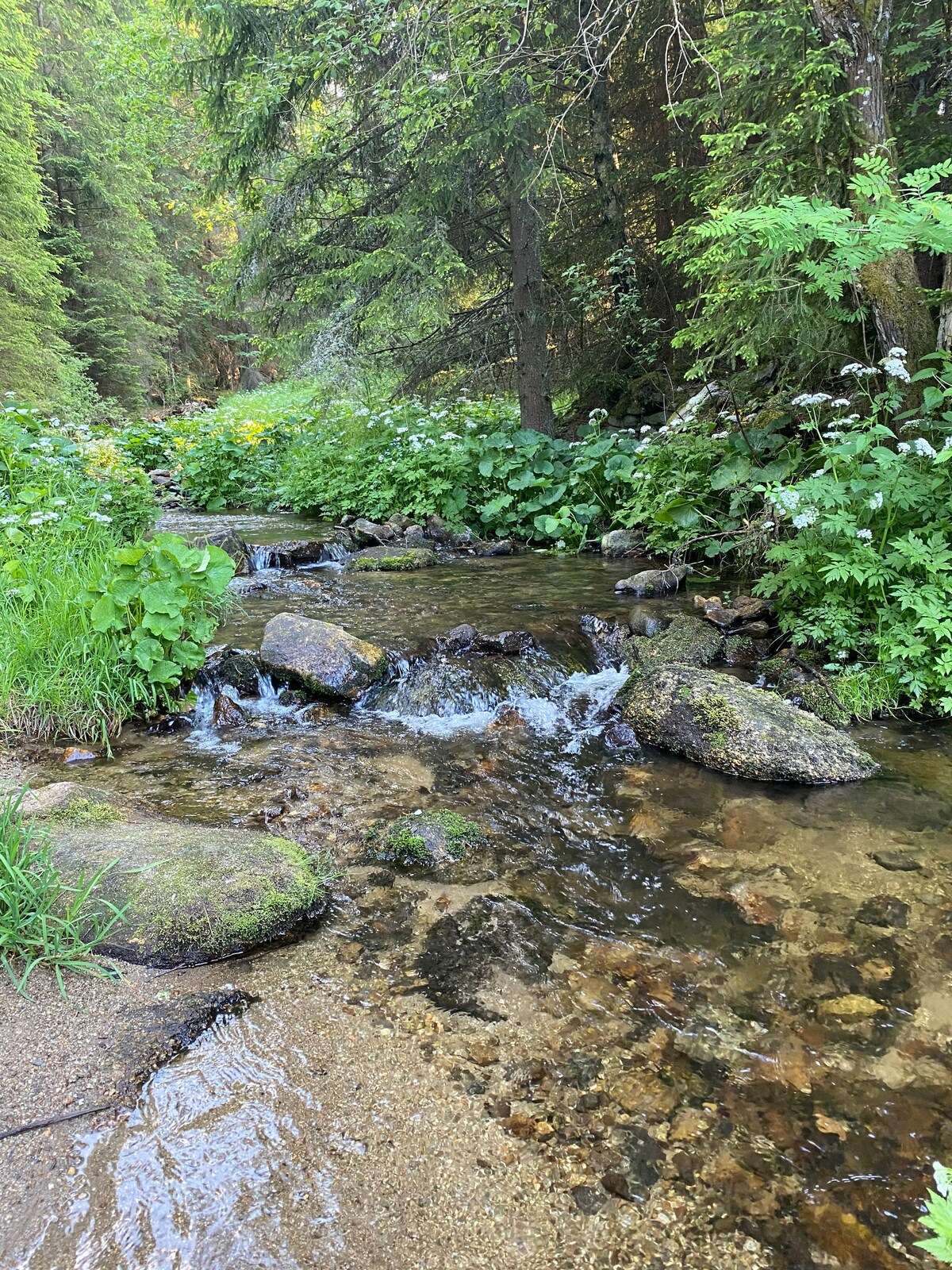 Šumavský potůček v okolí apartmánu Srní